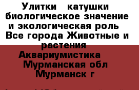 Улитки – катушки: биологическое значение и экологическая роль - Все города Животные и растения » Аквариумистика   . Мурманская обл.,Мурманск г.